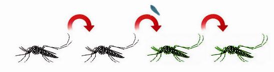 Reproducción del insecto transmisor e infección por Wolbichia
