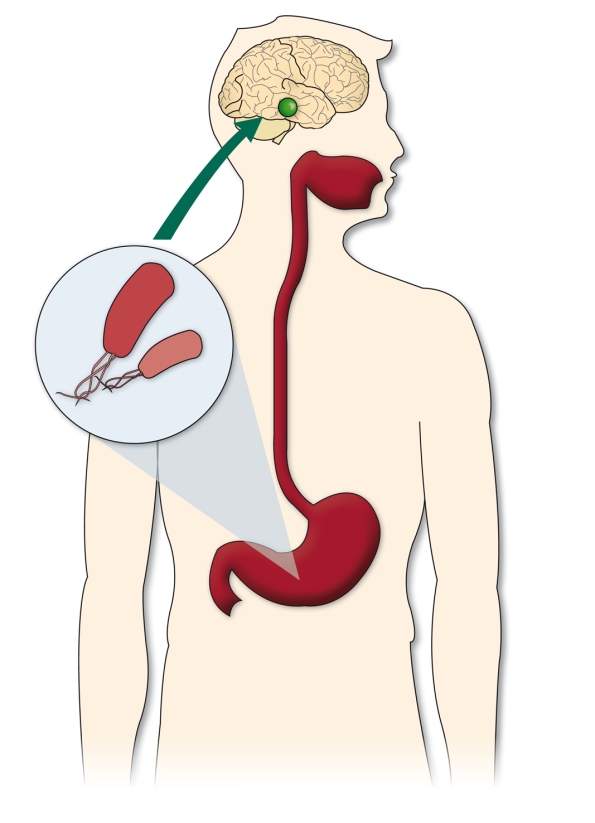 infografia-bacteria-hipotalamo-hambre